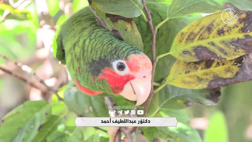 منداڵان پەروەردە بکەن و فێریان بکەن